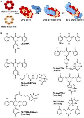 Ubiquitin Receptor RPN13 Mediates the Inhibitory Interaction of Diphenyldihaloketones CLEFMA and EF24 With the 26S Proteasome